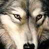 Avatar de l’usuari